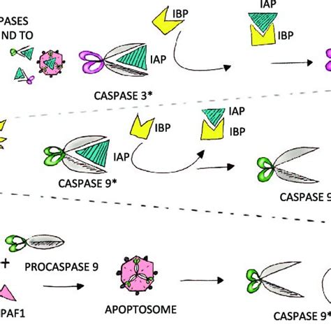 A Speculative Model Of Caspase Activation In Non Apoptotic Roles Iaps