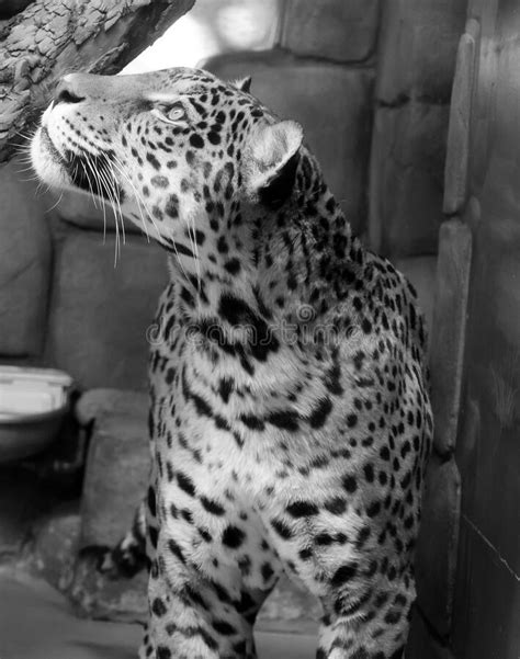 Jaguar is a Cat, a Feline in the Panthera Genus only Extant Panthera ...