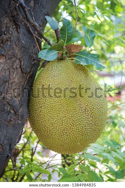 One Fresh Green Jackfruit Artocarpus Heterophyllus Stock Photo