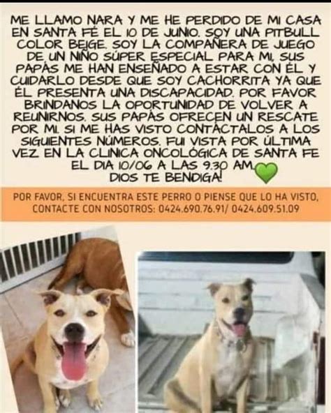 Mirtha Alc Ntara On Twitter Rt Perrousuario Su Familia Lo Busca