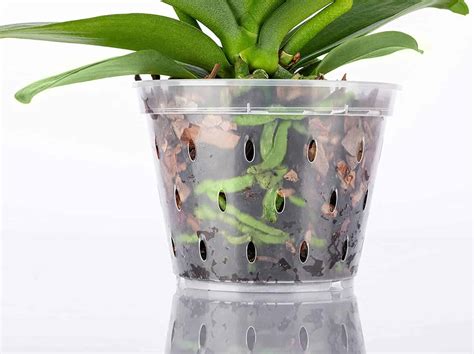 10 Best Orchid Pots & Containers - Paisley Plants