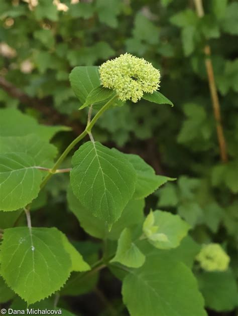 Hydrangea arborescens hortenzie stromkovitá Pladias Databáze české