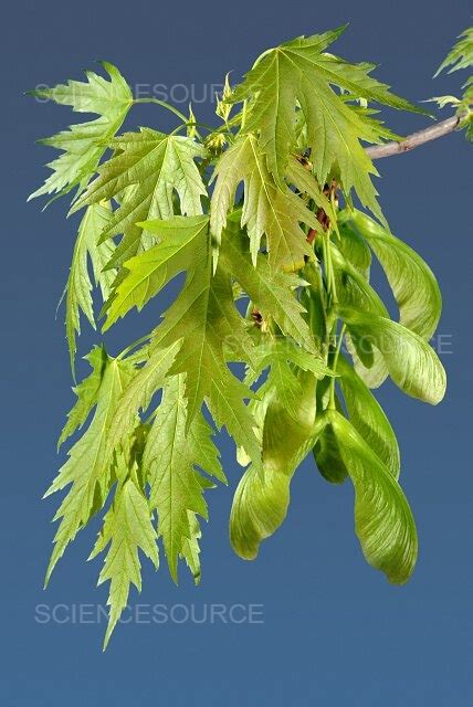 Photograph | Silver Maple Leaves | Science Source Images