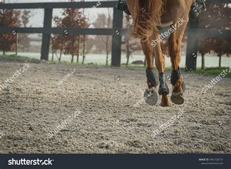 horse gait horse canter stock photo  shutterstock