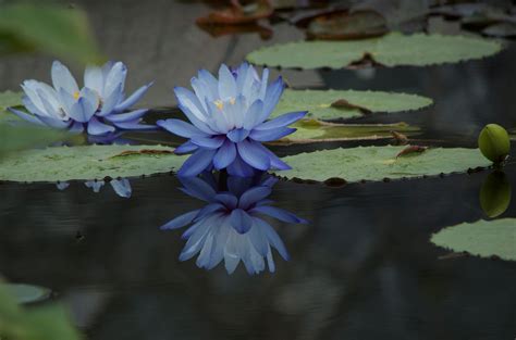 When Do Water Lilies Bloom Uk at Milla Hawthorn blog