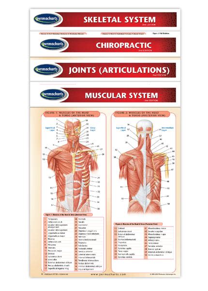 Chiropractic Charts Quick Reference Medical Guides 4 Chart Bundle