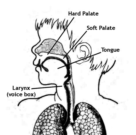 Cleft Lip And Palate Association