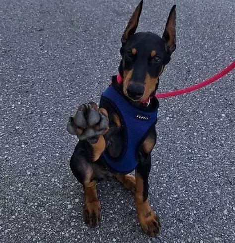 Cachorro Doberman Perrito Doverman Puppy Dobermen Cachorrito Cuotas