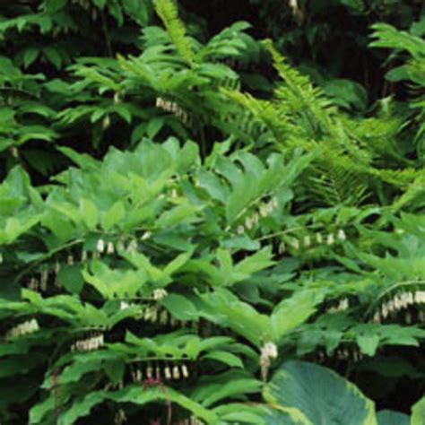 12 Great Foliage Border Plants - Sunset Magazine