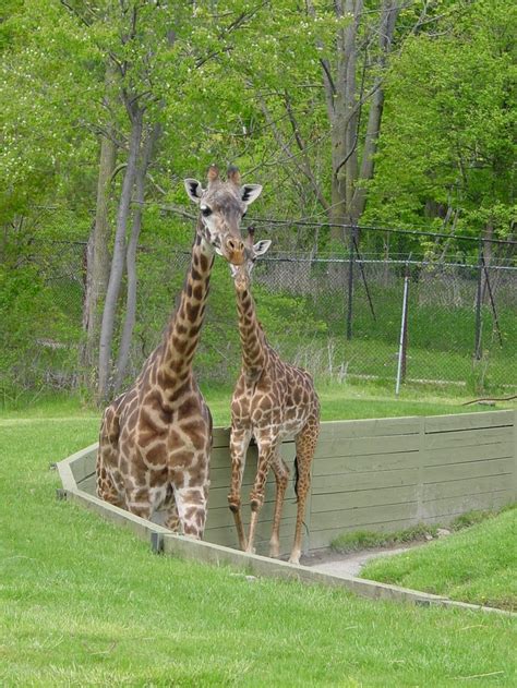 17 Best images about Toronto Zoo on Pinterest | Ontario, Popsicles and Zoos