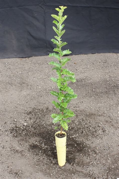 ulei maui native nursery