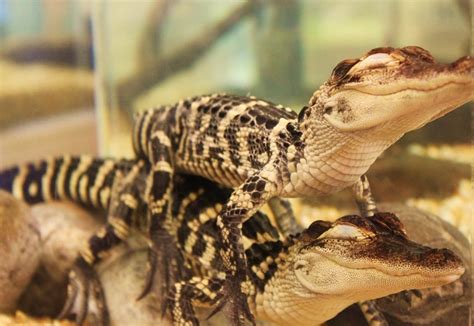 Never Thought Baby Alligators Would Be So Cute Especially When Napping