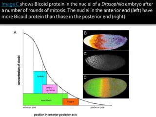 Morphogens, induction and cytoplasmic determinants | PPT