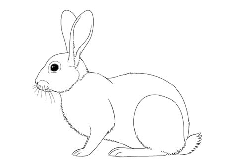 How To Draw A Rabbit Really Easy Drawing Tutorial Off