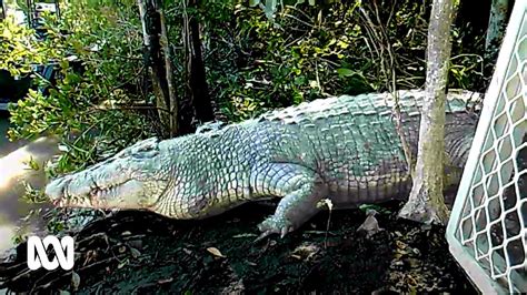 Trapping And Tracking Crocodiles Near Airlie Beach Abc Australia