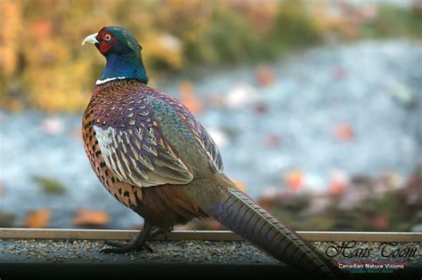 Canadian Nature Visions | Ring-necked Pheasant Behaviour