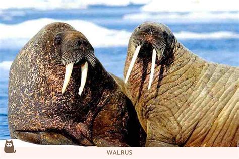 Seal vs. Sea Lion vs. Walrus - Differences & Characteristics With Photos