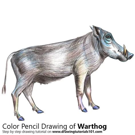 Warthog Colored Pencils - Drawing Warthog with Color Pencils : DrawingTutorials101.com