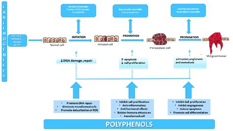 Carcinogenesis A Multifactorial Multi Step Process Caused By Download Scientific Diagram