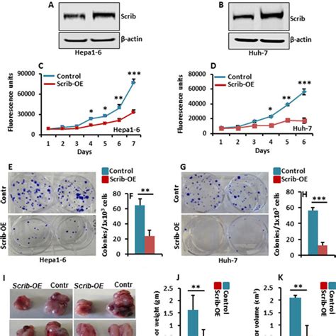 Different Concentrations Of Egf Induce Src Phosphorylation At Distinct