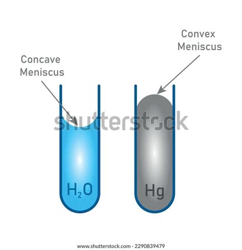 Adhesion Cohesion Water Concave Convex Meniscus Stock Vector Royalty Free 2290839479