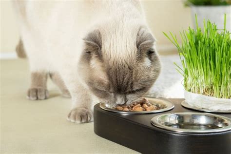 Síndrome de Haw en gatos causas síntomas y tratamiento Cats