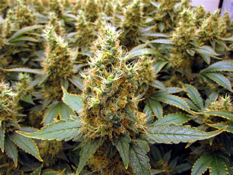 White Widow Wallpapers - Wallpaper Cave