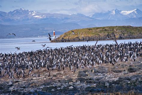 A Full Day Ushuaia Penguins Tour On The Beagle Channel Martillo Island