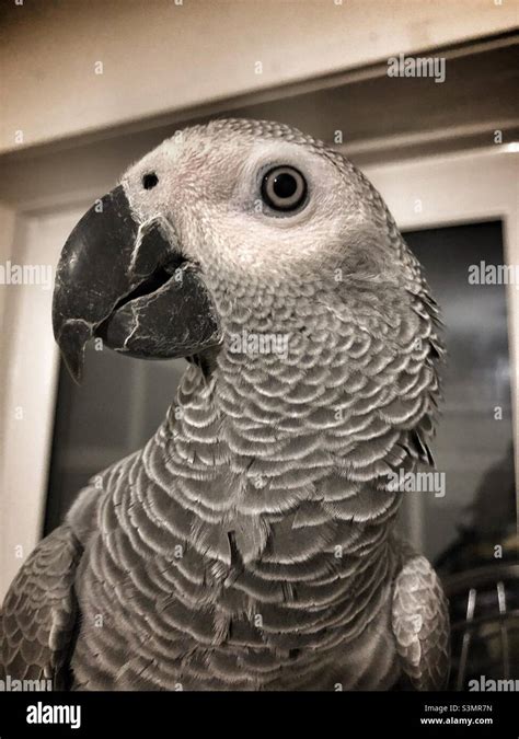 Baby African Grey Parrot Looking Directly Into The Camera Stock Photo