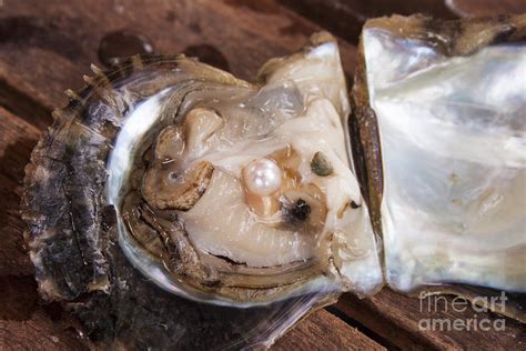 Pearl Inside A Oyster Photograph By D R Fine Art America