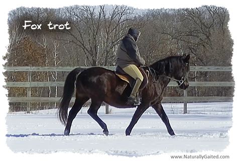 Naturally Gaited Horse Fox Trot In Snow Naturally Gaited Horse