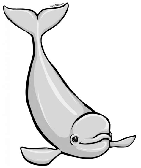 Baby Beluga Whale Cartoon