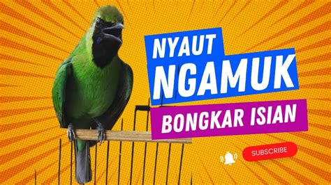 LANGSUNG NYAUT Dan NGAMUK Dengan PANCINGAN Cucak Ijo BONGKAR ISIAN Ini