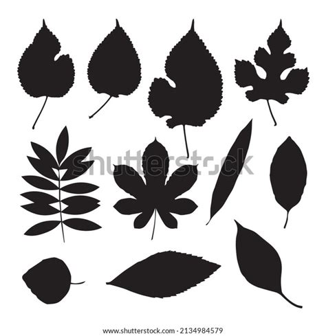 Black Leaves Silhouettes Collection Set Vector Stock Vector Royalty