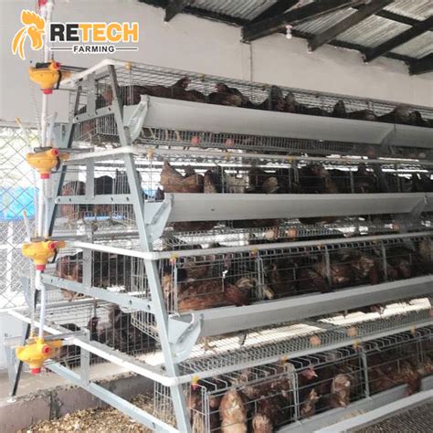 China Design Layer Cage System Poultry Farm Equipment For 10000