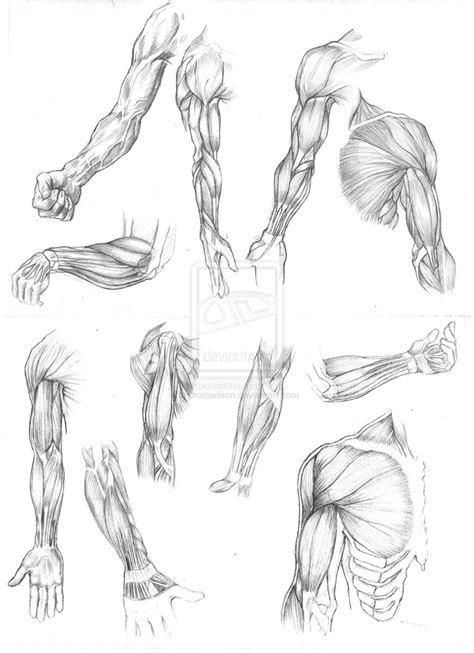 Best Free Drawing Human Sketch Muscles Free For Download - Sketch Art ...