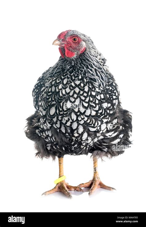 Silver Laced Wyandotte Hi Res Stock Photography And Images Alamy