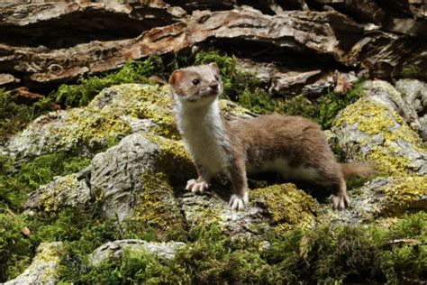 Weasel facts - Protect the Wild