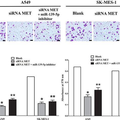 Continued Silence Of Met Expression Inhibits Lung Cancer Cell