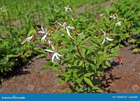 Gillenia Trifoliata Plant Stock Image Image Of Blue