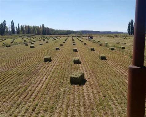 Fardos De Alfalfa De Primera Calidad Agroads