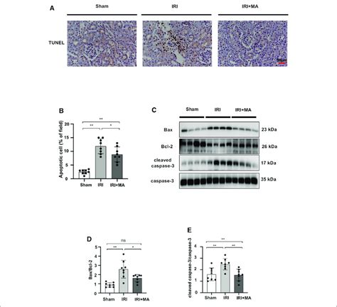 Ma Suppresses Renal Apoptosis In Iri Mice Model A Tunel Assay