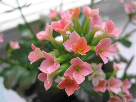 Kalanchoe blossfeldiana in 2022 | Kalanchoe blossfeldiana, Ornamental ...