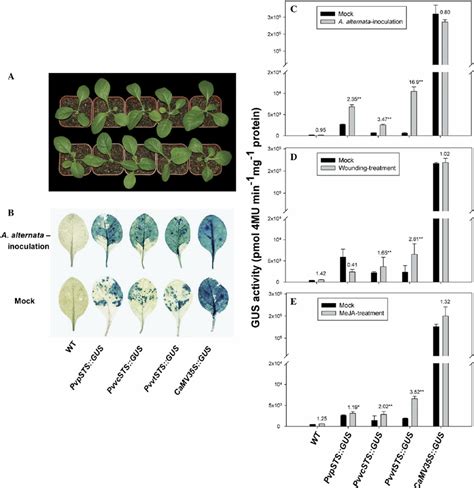 GUS Activity Analysis Of The Three STS Promoters In Tobacco Plants A