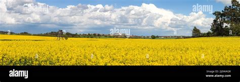 Colza Canola O Colza Amarillo Campo En Lat N Brassica Napus Con