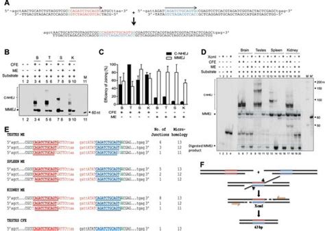 Microhomology Mediated End Joining Is The Principal Mediator Of Double