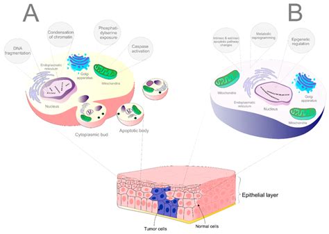 The difference between apoptosis in normal and tumor cells. (A ...