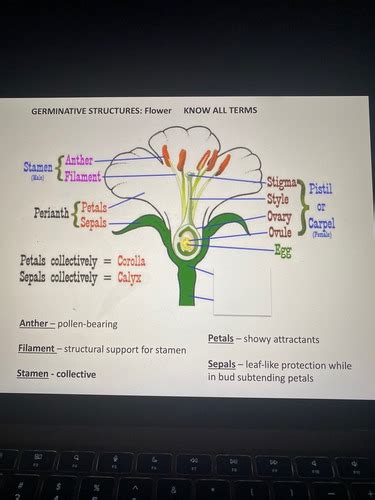 Bio 112 Exam 1 Plants Flashcards Quizlet