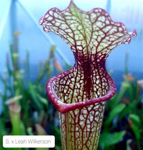 Pitcher Plants Seeds Per Serving Seed Hybrid Leah Wilkerson