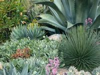 56 Best North Texas Xeriscape Plans ideas | xeriscape, texas ...